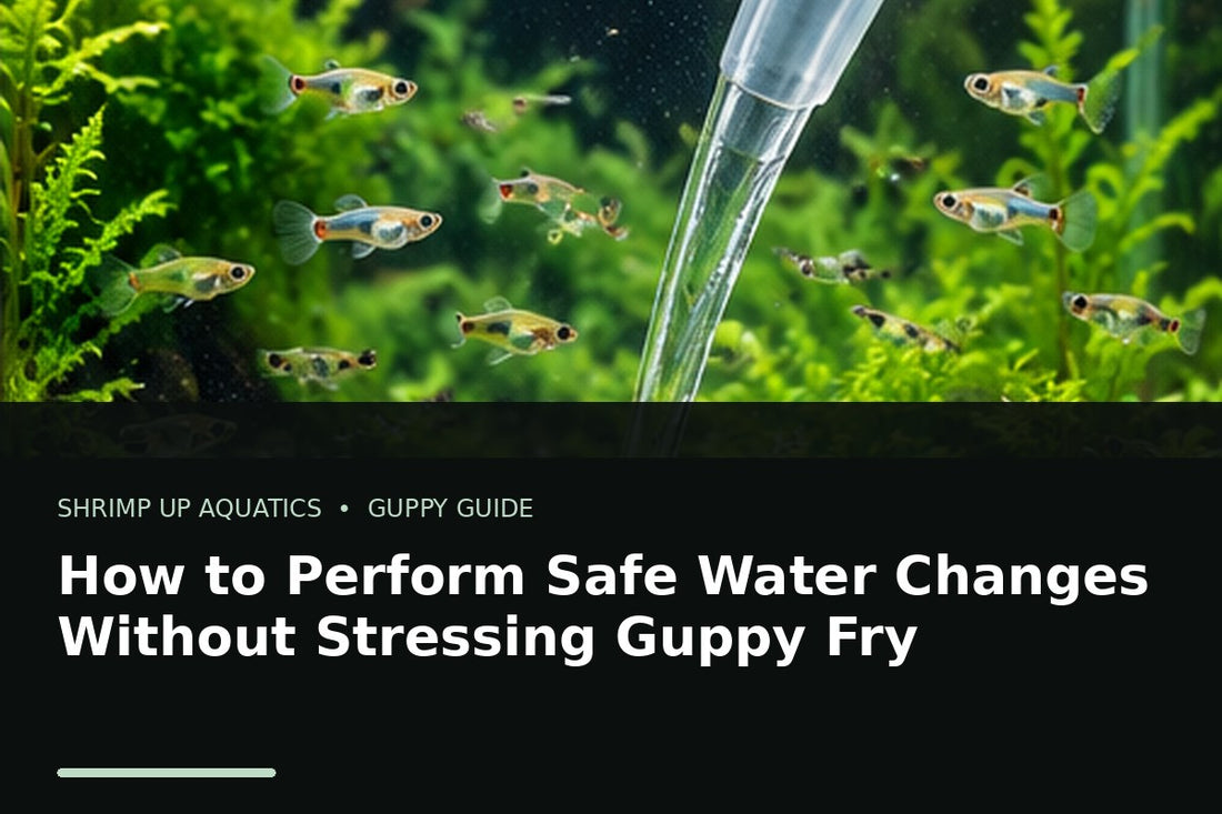 Guppy fry in a planted aquarium during a careful siphon water change