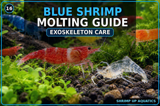 Blue Neocaridina molting and exoskeleton care guide