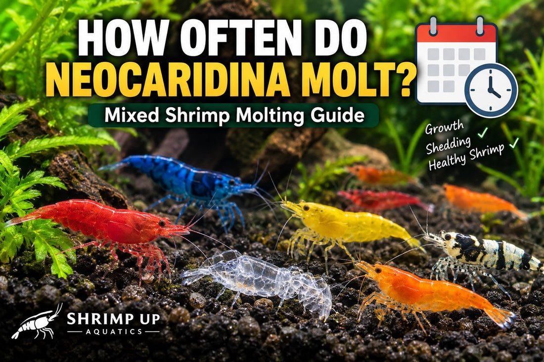 Colorful mixed Neocaridina shrimp beside a clear shed exoskeleton in a planted aquarium
