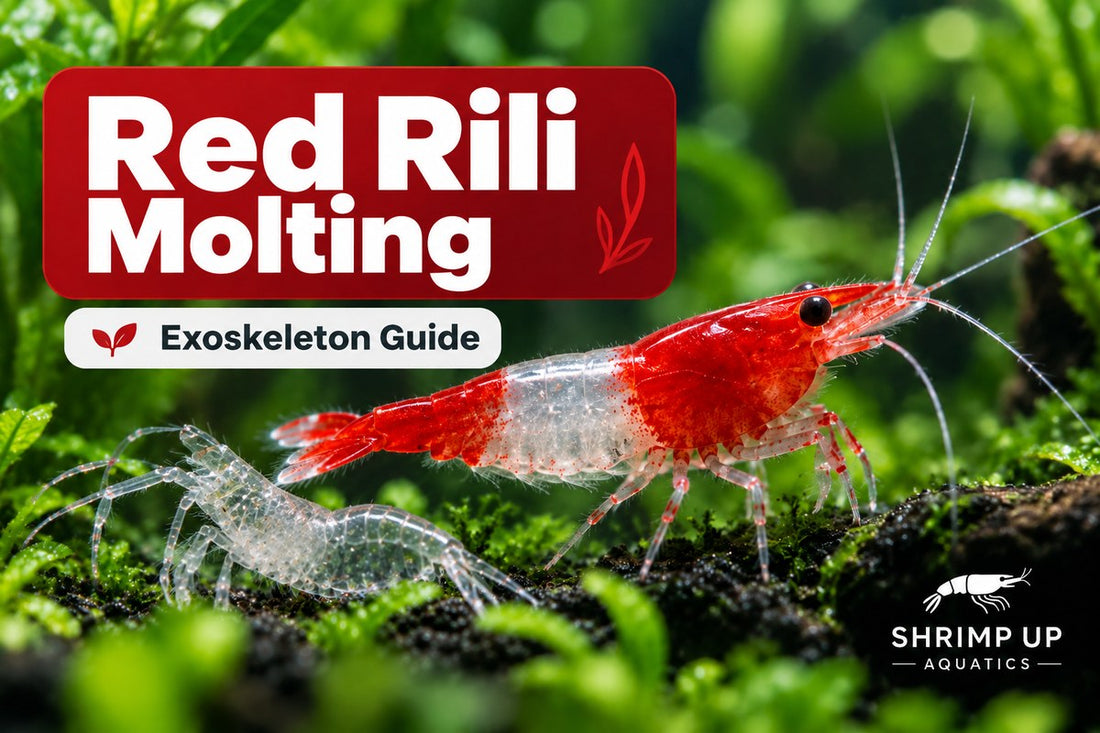 How often Red Rili Shrimp molt exoskeleton guide