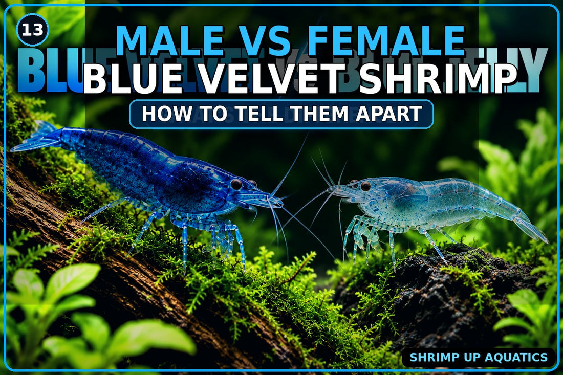 Male versus female Blue Velvet Shrimp identification