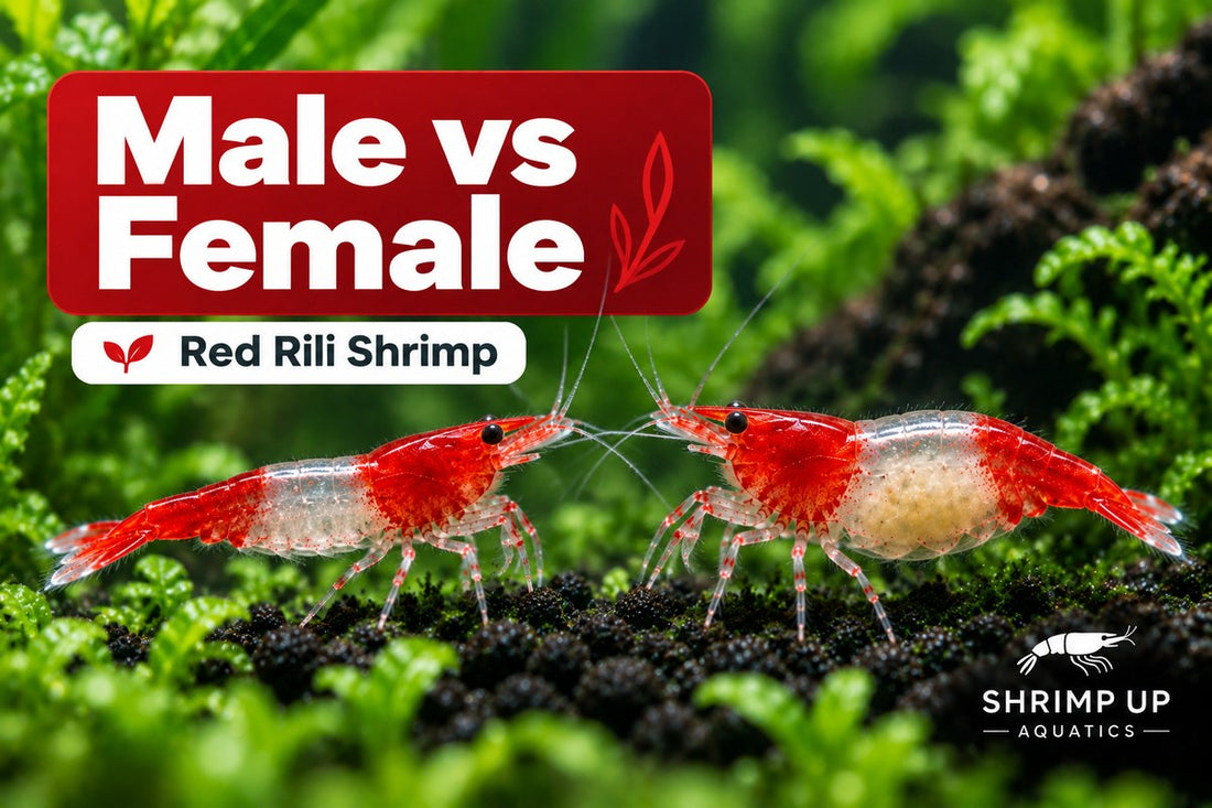 Male vs female Red Rili Shrimp