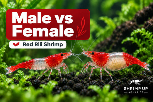 Male vs female Red Rili Shrimp