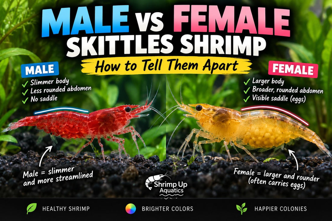 Male and female Skittles shrimp comparison showing differences in body shape and egg carrying