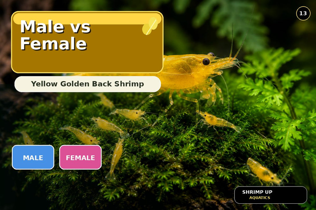 Male versus female Yellow Golden Back Shrimp comparison thumbnail