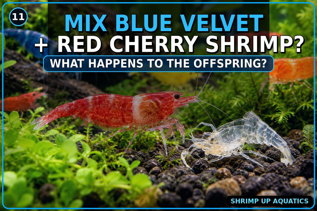 Blue Velvet and Red Cherry Shrimp genetics and mixed-color offspring