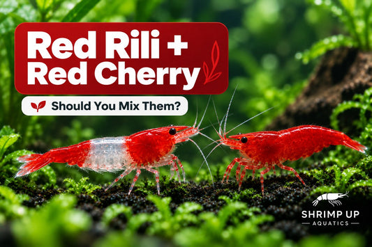 Red Rili and Red Cherry Shrimp mixing guide