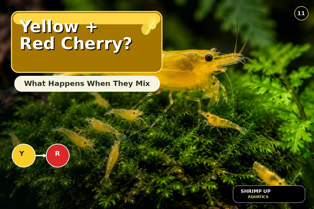 Yellow Golden Back Shrimp and Red Cherry Shrimp mixing genetics thumbnail