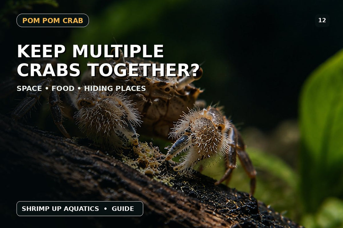 Multiple Pom Pom Crabs together tank setup and compatibility thumbnail