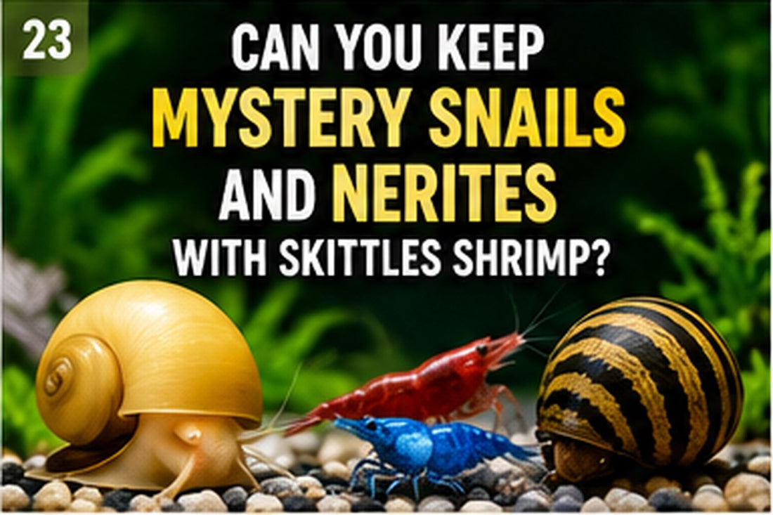 Mystery snail and nerite snail living with colorful Skittles shrimp in a planted aquarium