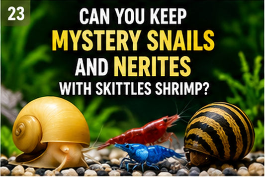 Mystery snail and nerite snail living with colorful Skittles shrimp in a planted aquarium