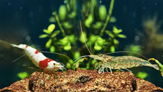 How Do Neocaridina Shrimp Improve Aquarium Ecosystems?