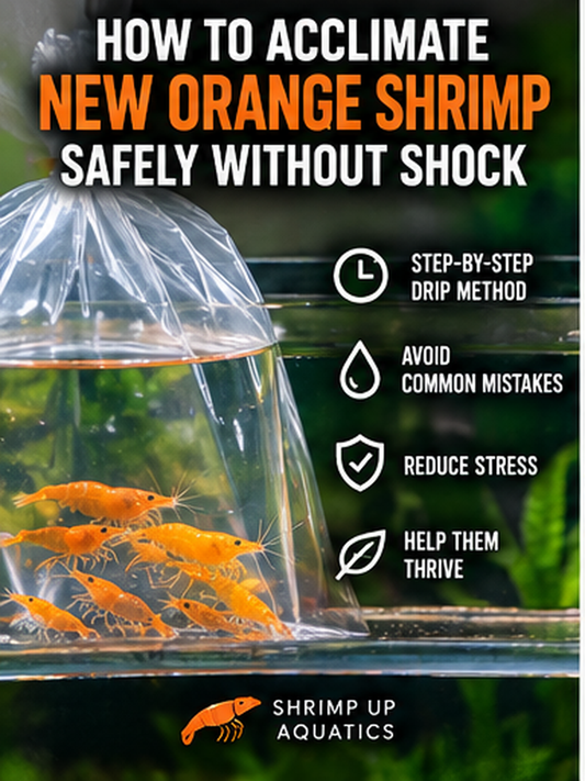 Orange Neocaridina shrimp acclimating from a transport bag into a freshwater aquarium