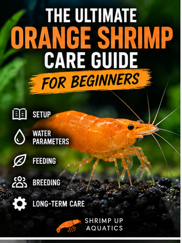 Orange Sunkist shrimp beginner care guide thumbnail showing a bright orange shrimp with setup, water, feeding and breeding topics