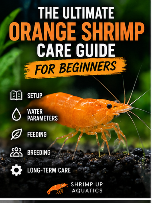 Orange Sunkist shrimp beginner care guide thumbnail showing a bright orange shrimp with setup, water, feeding and breeding topics