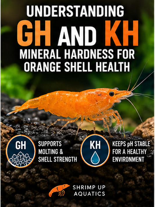 Close-up orange Neocaridina shrimp illustrating GH and KH mineral hardness for healthy molting