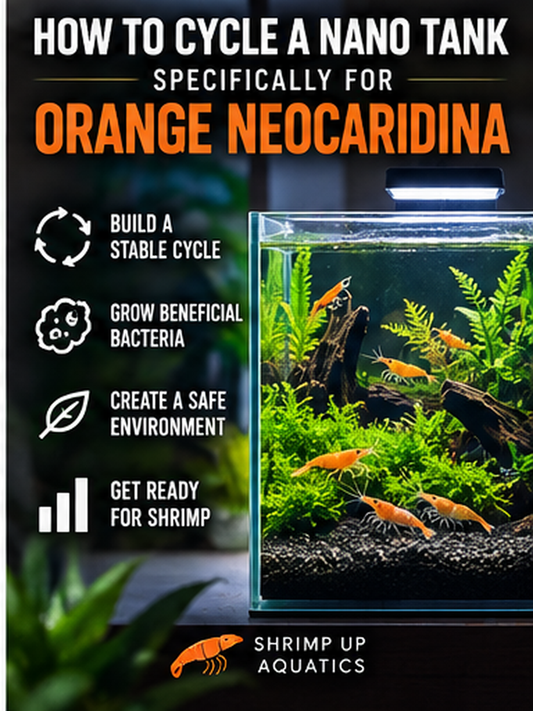 Planted nano aquarium with Orange Neocaridina shrimp illustrating fishless aquarium cycling