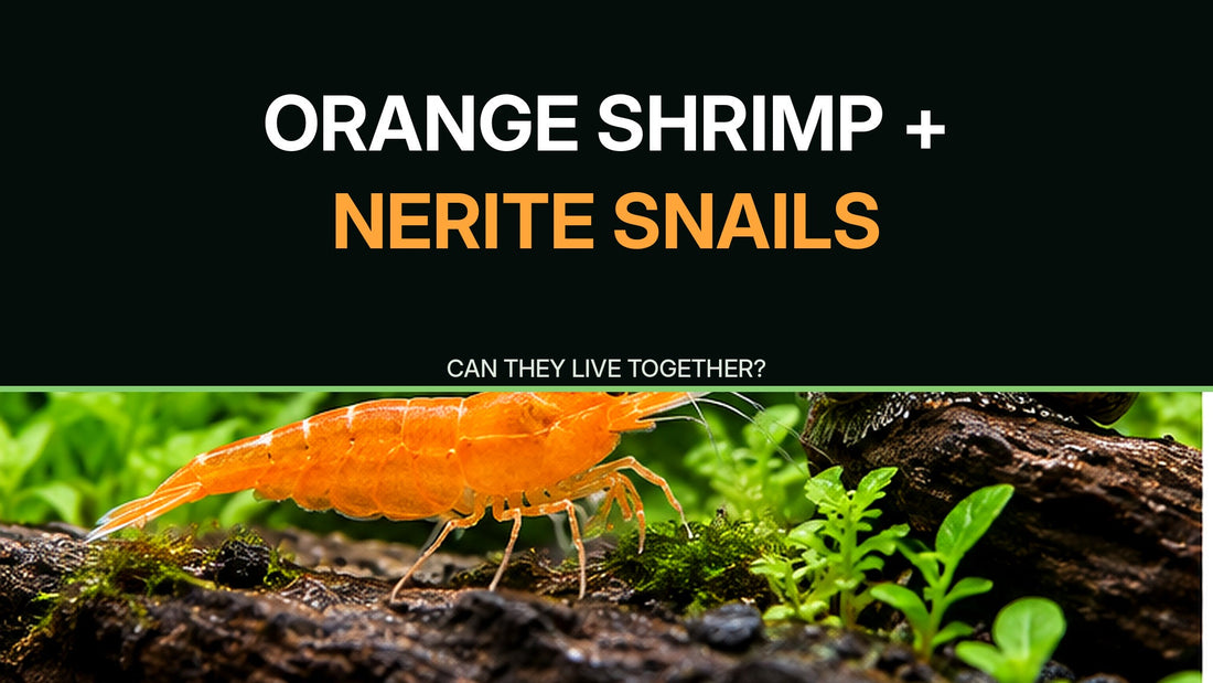 Orange Sunkist shrimp next to a striped nerite snail with Orange Shrimp and Nerite Snails compatibility thumbnail title