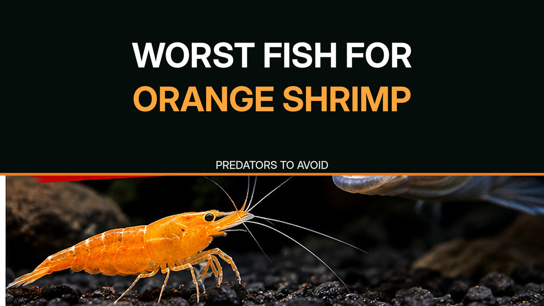 Orange Neocaridina shrimp near a large fish with Worst Fish for Orange Shrimp predator-warning thumbnail title