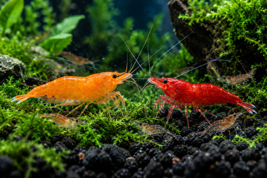 Orange Sunkist and red cherry Neocaridina shrimp together in a planted aquarium