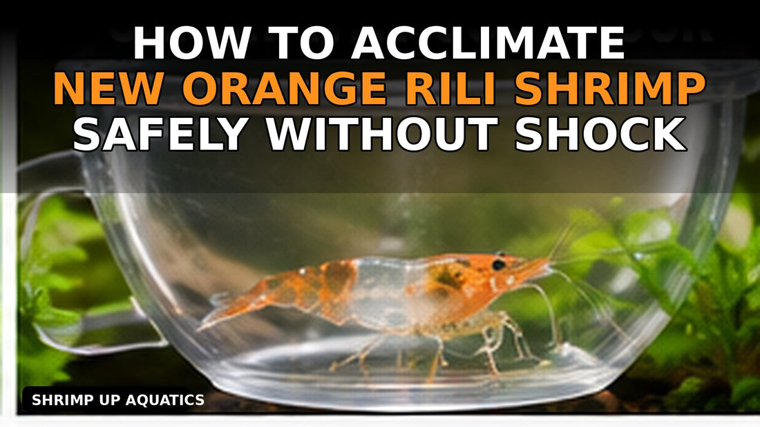 Orange Rili shrimp acclimation guide thumbnail with clear title text