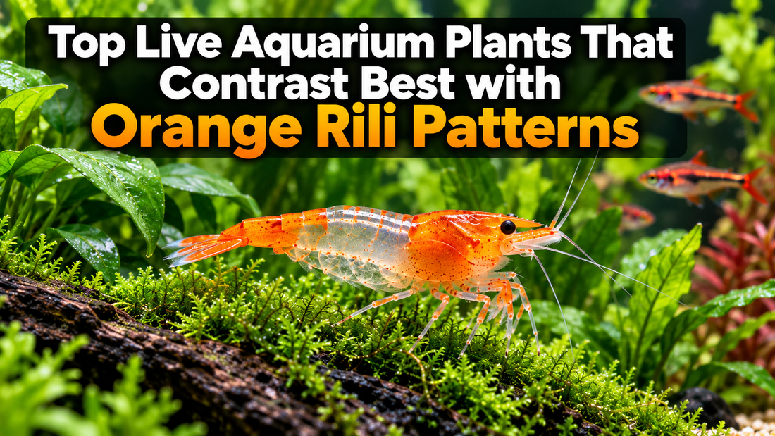 Orange Rili shrimp among lush green aquarium plants with the title Top Live Aquarium Plants That Contrast Best with Orange Rili Patterns