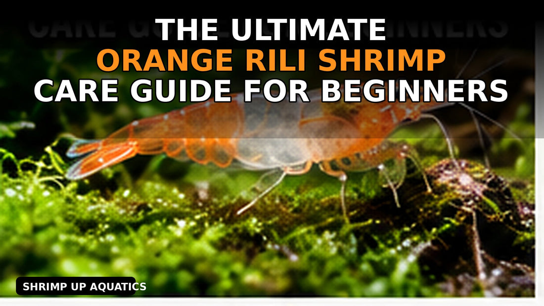 Orange Rili shrimp beginner care guide thumbnail with orange-and-clear Neocaridina and large title text