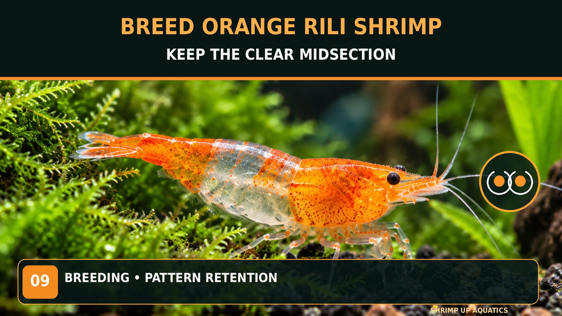Orange Rili shrimp on moss with titled breeding guide about keeping the clear midsection stable