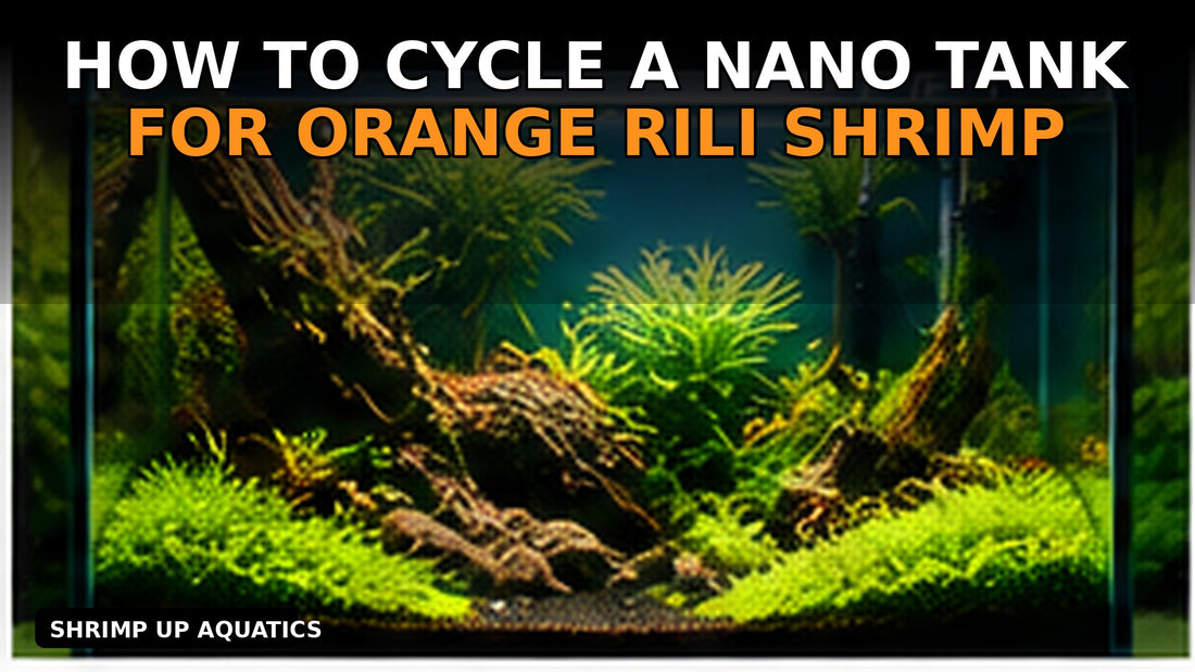 Orange Rili shrimp nano tank cycling guide thumbnail