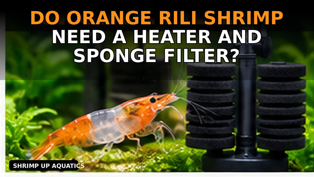 Orange Rili shrimp with sponge filter and heater setup thumbnail