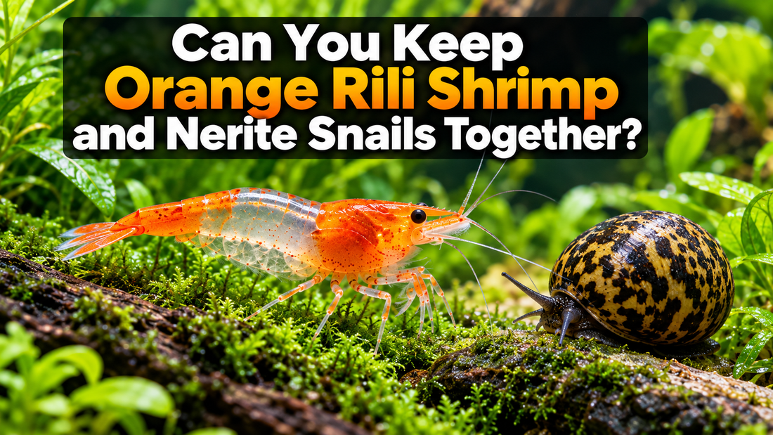 Orange Rili shrimp beside a nerite snail in a planted aquarium with the title Can You Keep Orange Rili Shrimp and Nerite Snails Together?