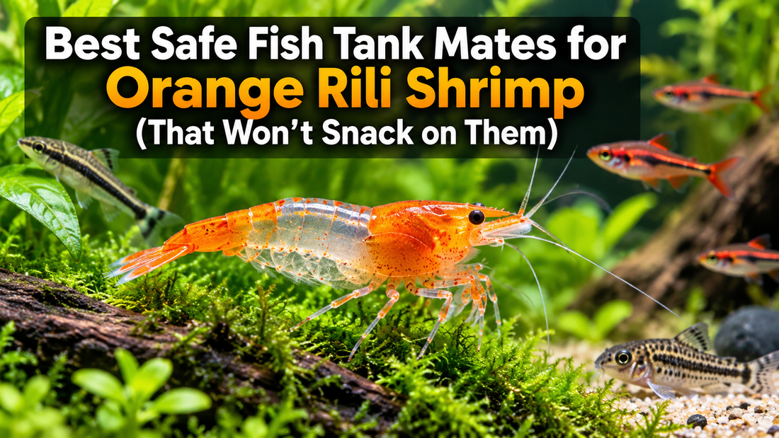 Orange Rili shrimp in a planted aquarium with peaceful nano fish and the title Best Safe Fish Tank Mates for Orange Rili Shrimp