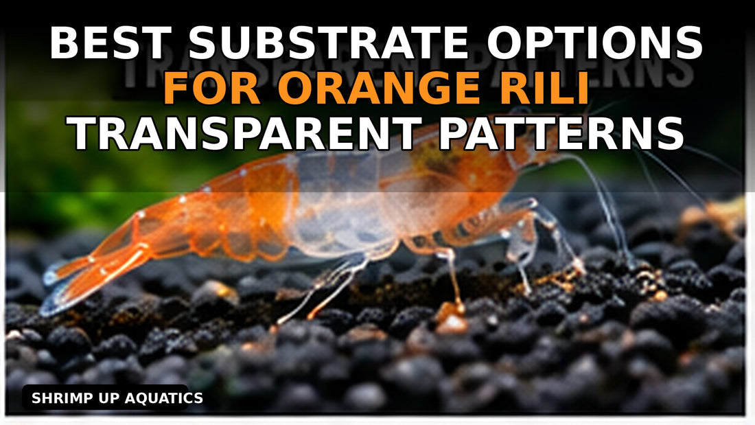 Orange Rili shrimp dark substrate contrast and transparent pattern thumbnail