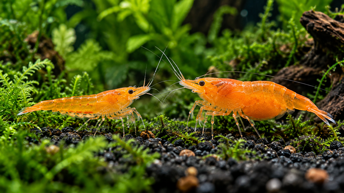 Slim male and fuller bodied female orange Neocaridina shrimp compared in a planted tank