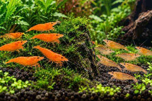Rich orange and lighter orange Neocaridina shrimp in separate planted aquarium areas for selective breeding
