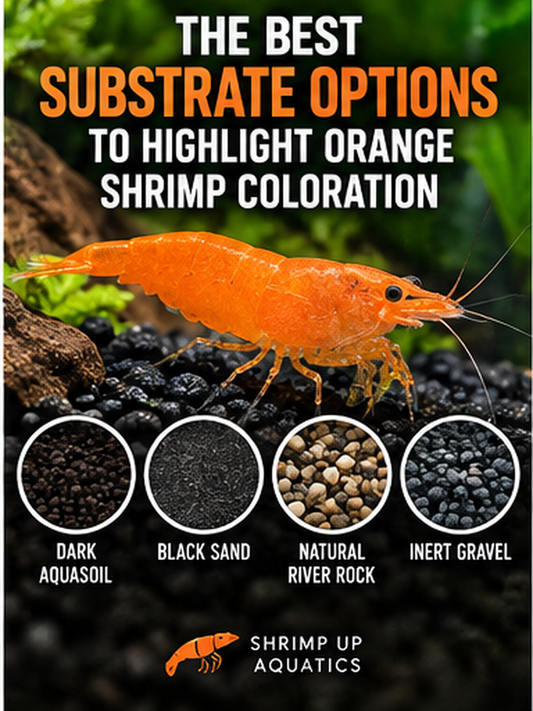 Bright orange Neocaridina shrimp over dark aquarium substrate with alternative substrate textures