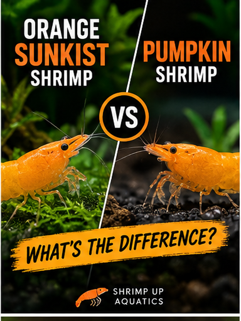 Two orange Neocaridina shrimp compared side by side for the Orange Sunkist versus Pumpkin shrimp guide