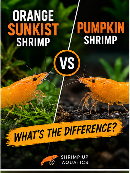 Two orange Neocaridina shrimp compared side by side for the Orange Sunkist versus Pumpkin shrimp guide