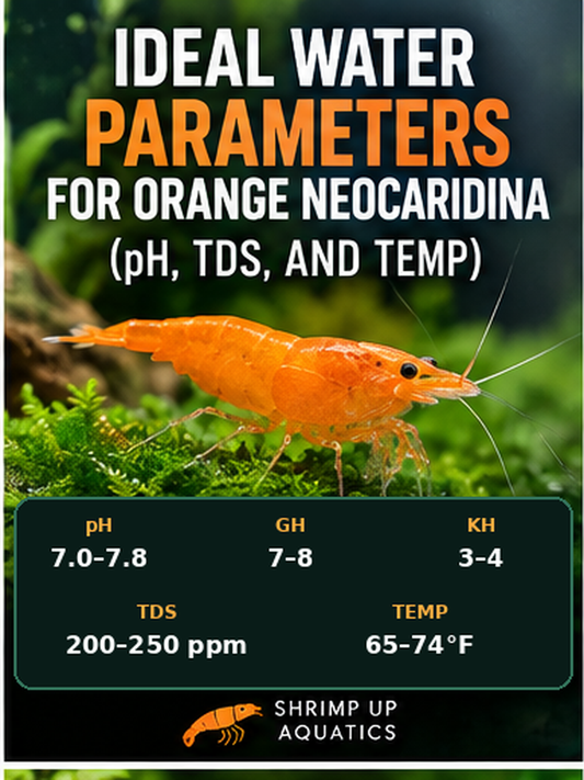 Orange Sunkist shrimp with pH, GH, KH, TDS and temperature ranges from Shrimp Up Aquatics’ Neocaridina holding systems