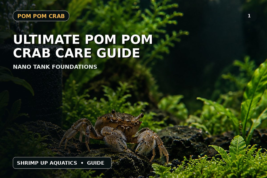 Freshwater Pom Pom Crab care guide thumbnail for nano tank setup and husbandry