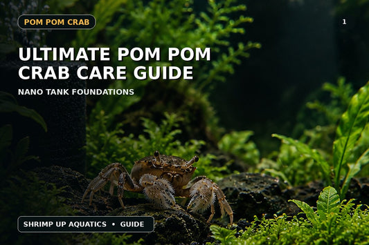Freshwater Pom Pom Crab care guide thumbnail for nano tank setup and husbandry