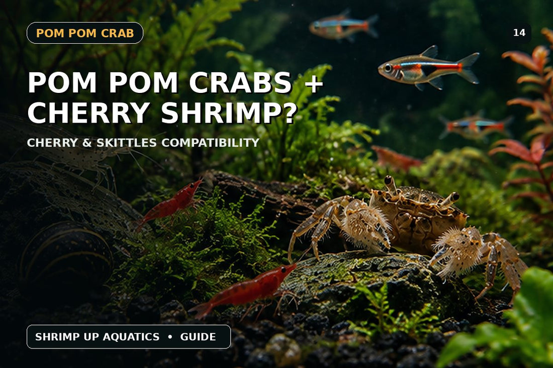 Pom Pom Crabs with Cherry and Skittles shrimp compatibility thumbnail