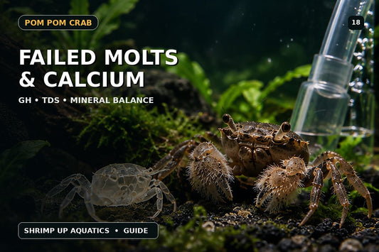 Pom Pom Crab failed molts calcium GH and mineral balance thumbnail