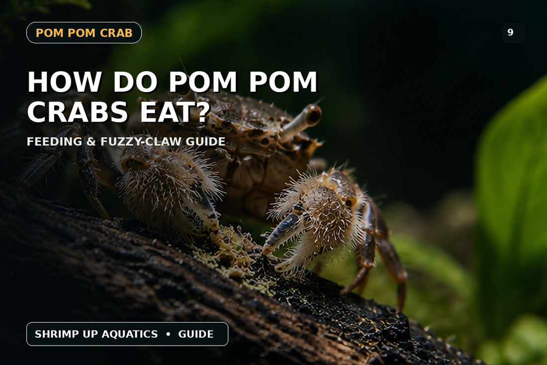 Freshwater Pom Pom Crab feeding guide thumbnail showing fuzzy claw foraging