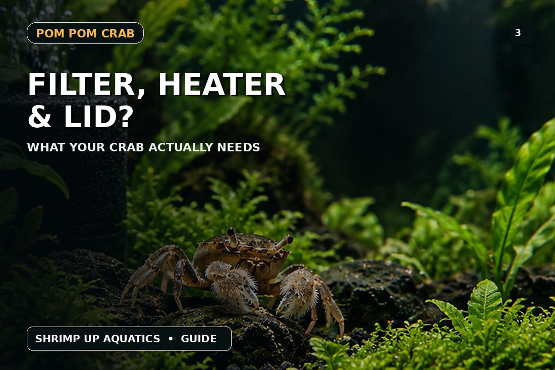 Pom Pom Crab filter heater and secure lid requirements thumbnail