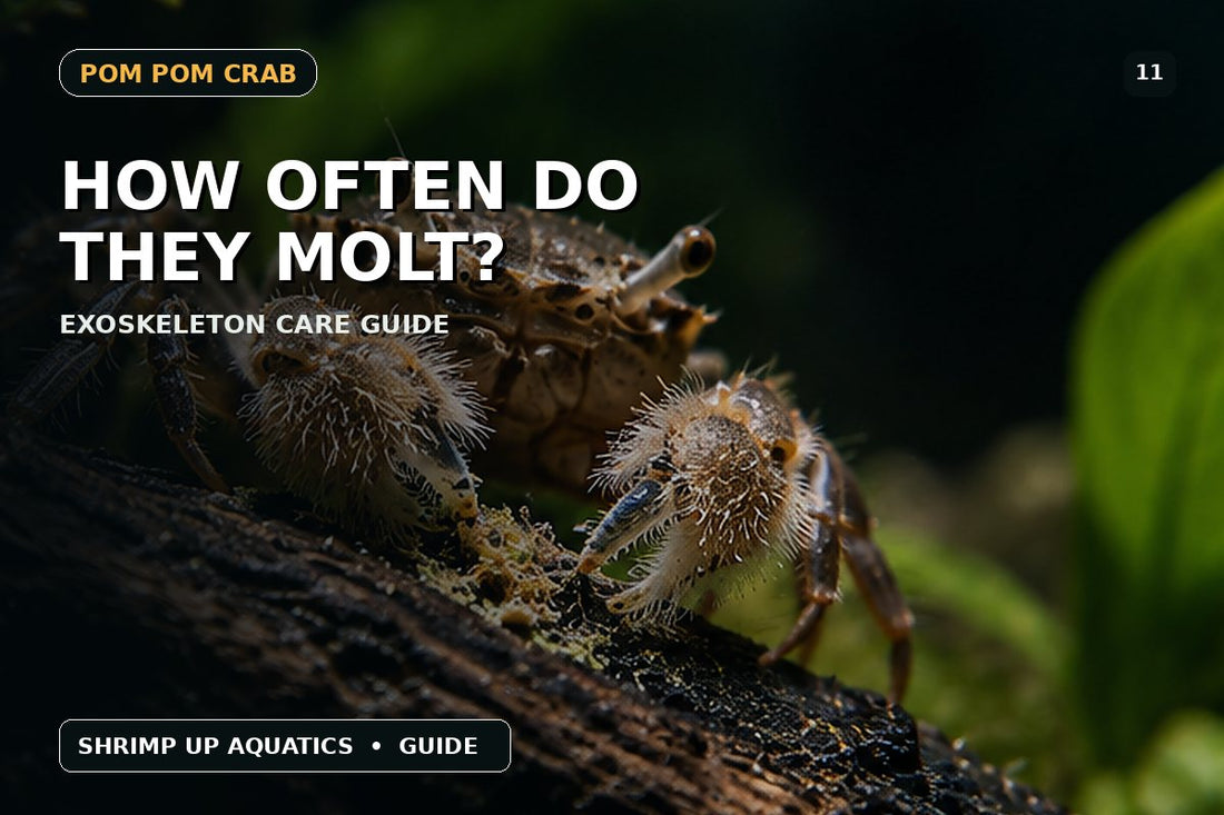 Pom Pom Crab molting and exoskeleton care guide thumbnail