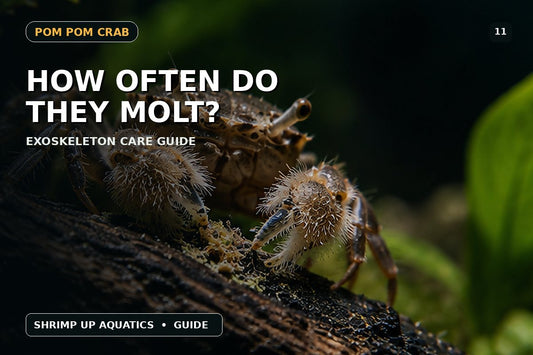 Pom Pom Crab molting and exoskeleton care guide thumbnail