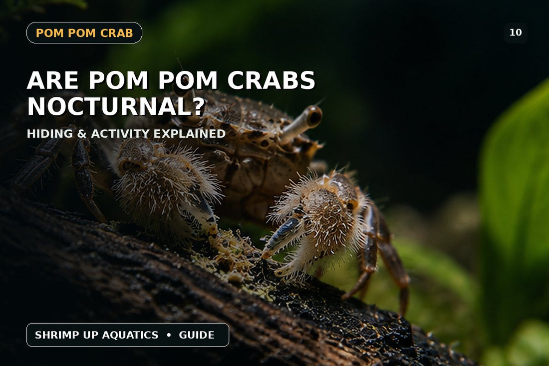 Pom Pom Crab nocturnal behavior and hiding habits thumbnail