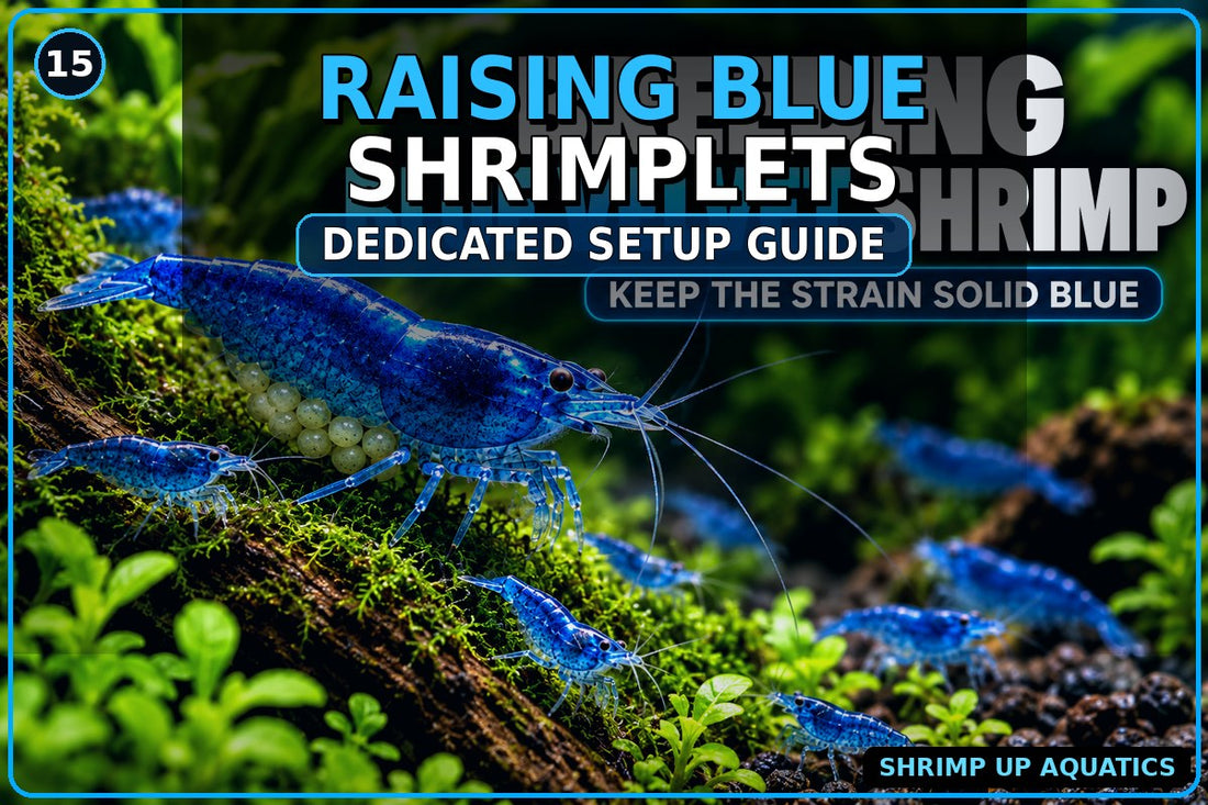 How to raise Blue Velvet and Blue Jelly shrimplets in a dedicated setup