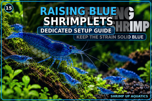 How to raise Blue Velvet and Blue Jelly shrimplets in a dedicated setup